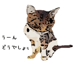 Cat Cat  Cat sticker #10378939