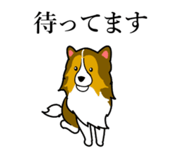 Shetland Sheepdog Sticker vo1 sticker #10379044