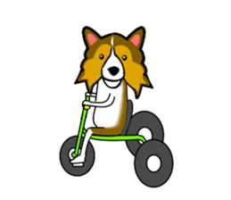 Shetland Sheepdog Sticker vo1 sticker #10379060