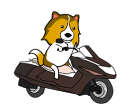 Shetland Sheepdog Sticker vo1 sticker #10379063