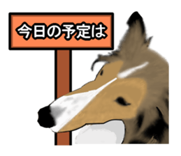 Shetland Sheepdog Sticker vo1 sticker #10379078