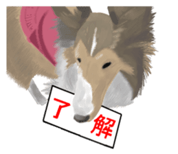 Shetland Sheepdog Sticker vo1 sticker #10379079