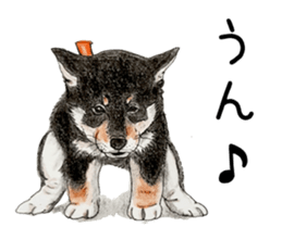 Favorite parts of SHIBAINU 7 sticker #10381564
