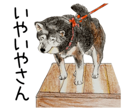 Favorite parts of SHIBAINU 7 sticker #10381573