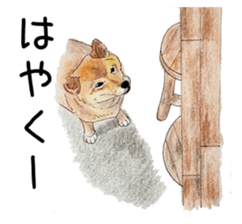 Favorite parts of SHIBAINU 7 sticker #10381582