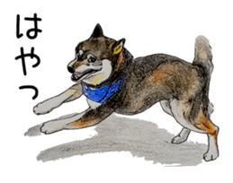 Favorite parts of SHIBAINU 7 sticker #10381583