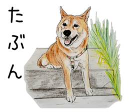 Favorite parts of SHIBAINU 7 sticker #10381594