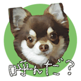 Chihuahua is name choco sticker #10386226