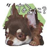 Chihuahua is name choco sticker #10386231