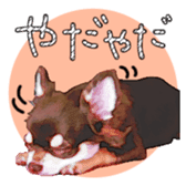 Chihuahua is name choco sticker #10386233
