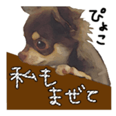 Chihuahua is name choco sticker #10386235