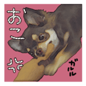 Chihuahua is name choco sticker #10386236