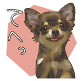 Chihuahua is name choco sticker #10386238
