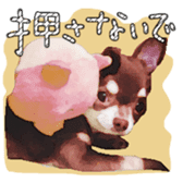 Chihuahua is name choco sticker #10386239