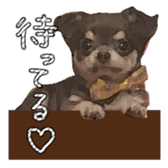 Chihuahua is name choco sticker #10386243