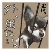 Chihuahua is name choco sticker #10386244