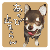 Chihuahua is name choco sticker #10386246