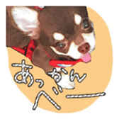 Chihuahua is name choco sticker #10386248