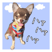 Chihuahua is name choco sticker #10386249