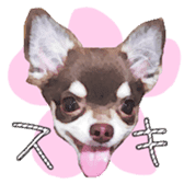 Chihuahua is name choco sticker #10386252