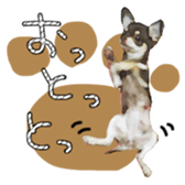 Chihuahua is name choco sticker #10386253