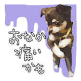 Chihuahua is name choco sticker #10386261