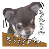Chihuahua is name choco sticker #10386263