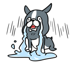BostonTerrier! 2 sticker #10387640