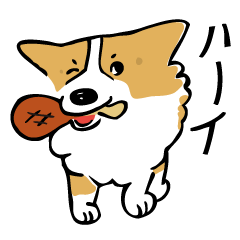Corgi boy Daizu