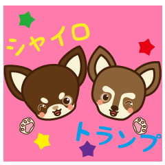 Chihuahua Brother's - Shiyairo & Tramp
