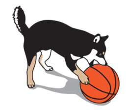 Black Shiba Inu Akira sticker #10411499