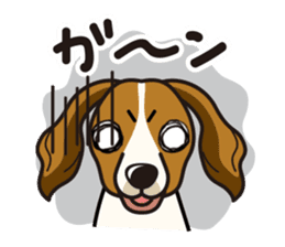 iinu - Kooikerhondje sticker #10418644