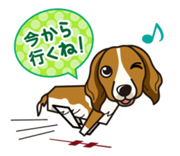 iinu - Kooikerhondje sticker #10418651