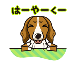 iinu - Kooikerhondje sticker #10418657