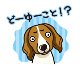 iinu - Kooikerhondje sticker #10418671