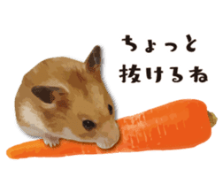 I like hamsters 2 sticker #10420685