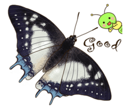 Butterflies of Taiwan & Caterpillar sticker #10424442
