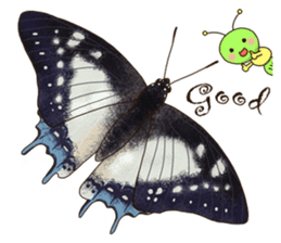 Butterflies of Taiwan & Caterpillar sticker #10424442