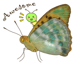 Butterflies of Taiwan & Caterpillar sticker #10424444