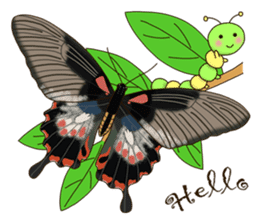 Butterflies of Taiwan & Caterpillar sticker #10424453