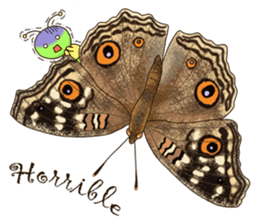 Butterflies of Taiwan & Caterpillar sticker #10424464