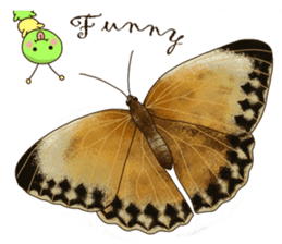 Butterflies of Taiwan & Caterpillar sticker #10424469