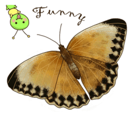 Butterflies of Taiwan & Caterpillar sticker #10424469