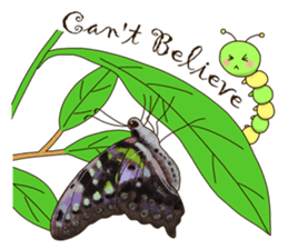 Butterflies of Taiwan & Caterpillar sticker #10424474