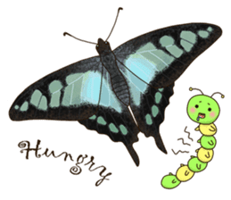 Butterflies of Taiwan & Caterpillar sticker #10424475