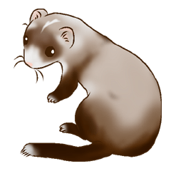 Ferret Sticker jp 3
