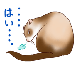 Ferret Sticker jp 3 sticker #10429005
