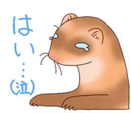 Ferret Sticker jp 3 sticker #10429006