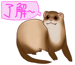 Ferret Sticker jp 3 sticker #10429007