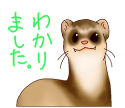 Ferret Sticker jp 3 sticker #10429008